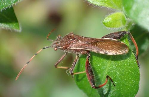 Réf. 274 764 : Camptopus lateralis